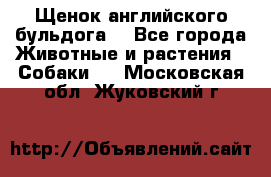 Щенок английского бульдога  - Все города Животные и растения » Собаки   . Московская обл.,Жуковский г.